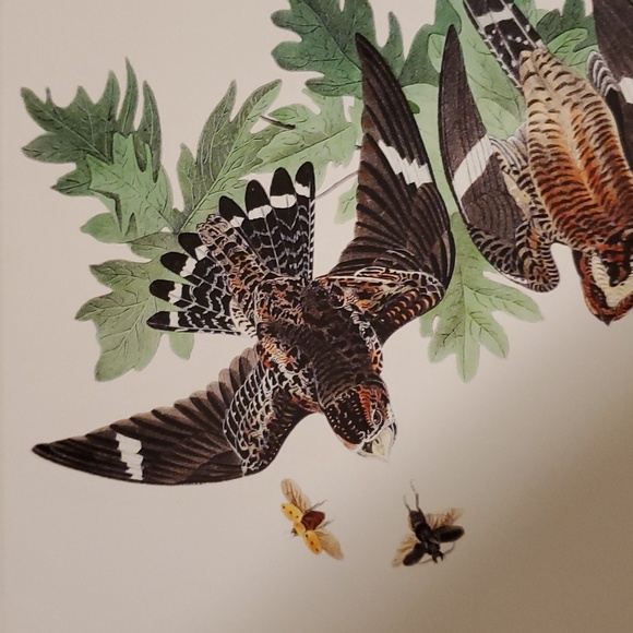 Night Hawk - The Birds of America by John James Audubon, 1842 Poster - Picture 2 of 4